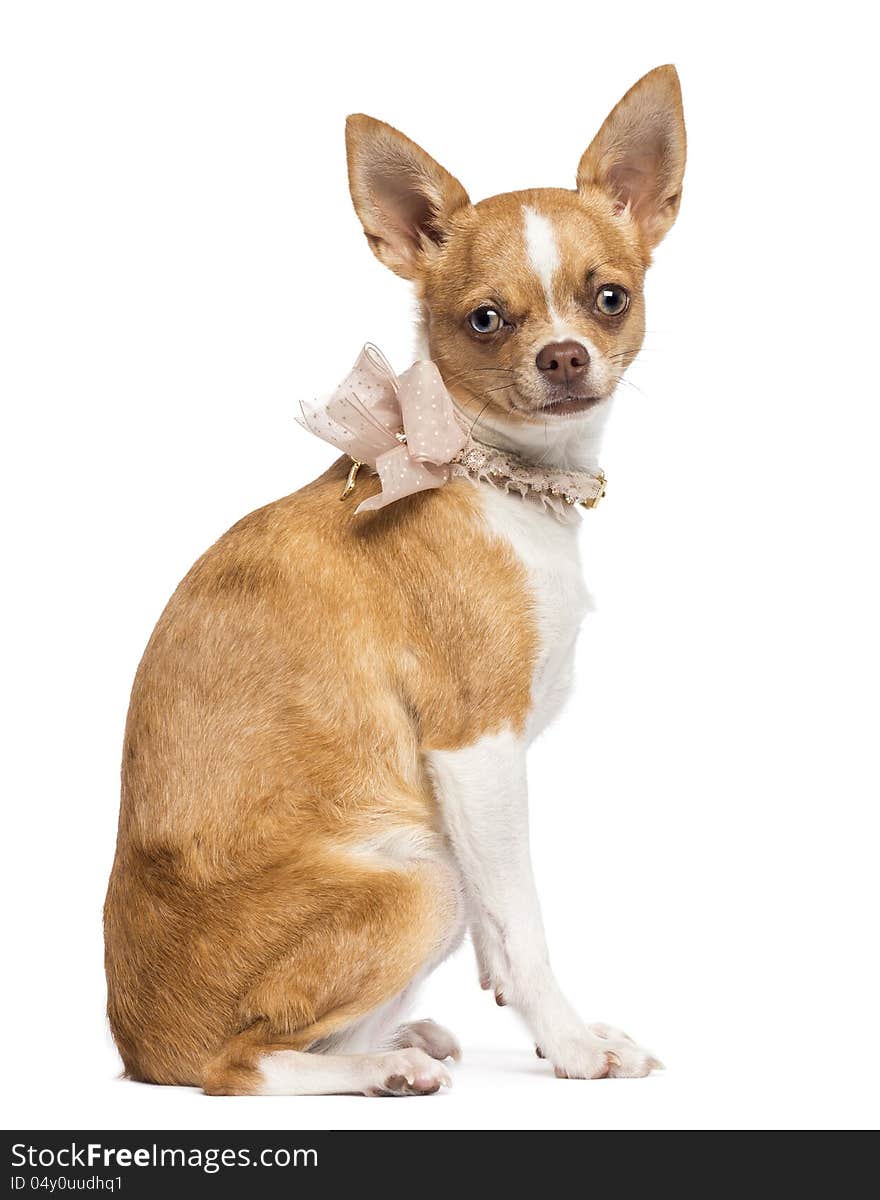 Chihuahua, 7 months old, wearing lace collar, sitting and looking at camera against white background