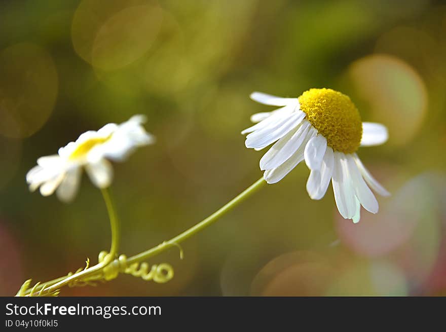 Beautiful daisy flowers with blur background