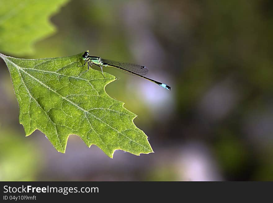 Dragonfly