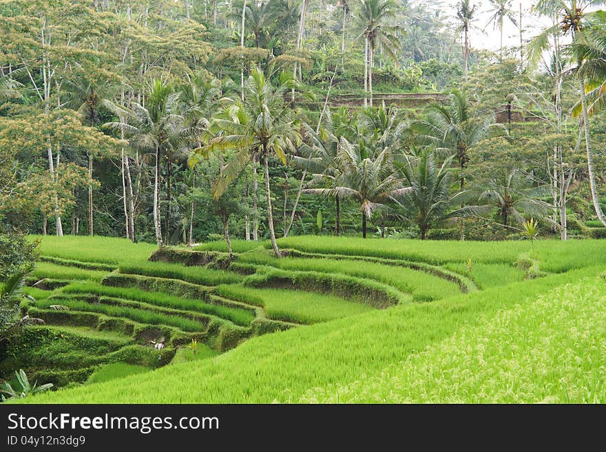 Tropical setting with rice terraces