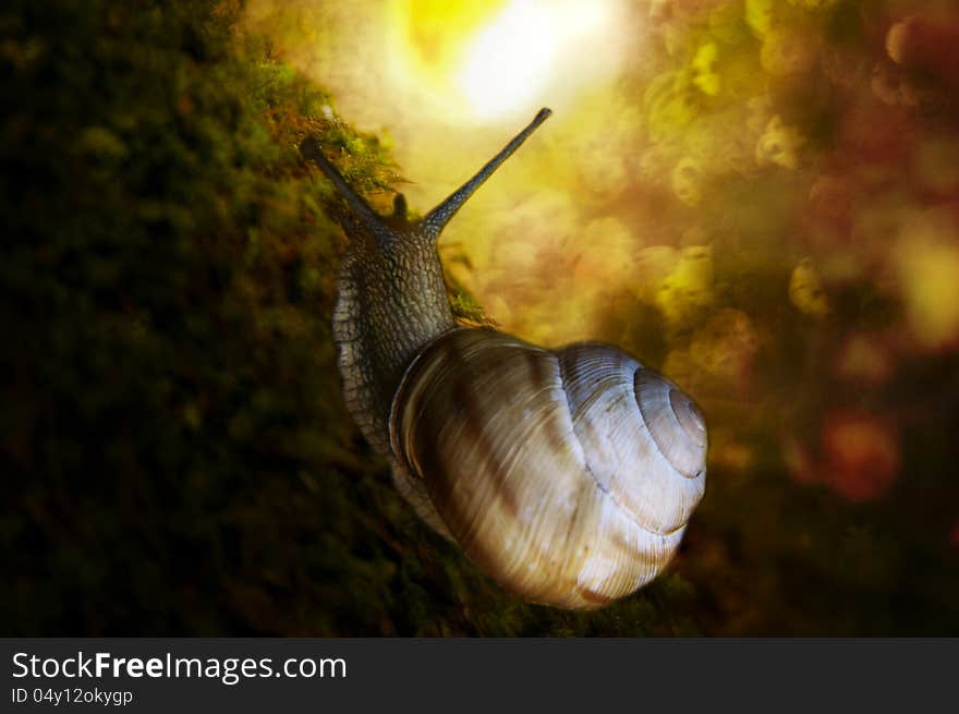 Snail long way to the light