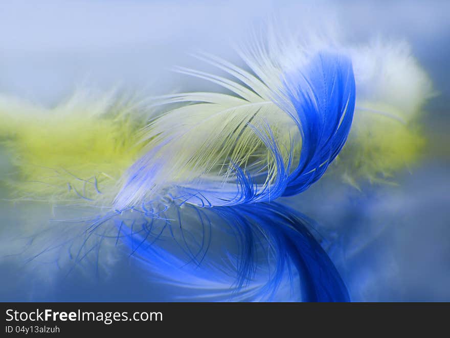 Yellow and blue feathers reflections