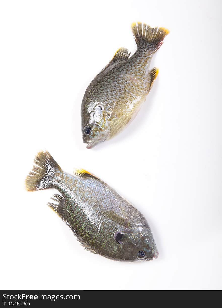 Freshwater fish on a white background