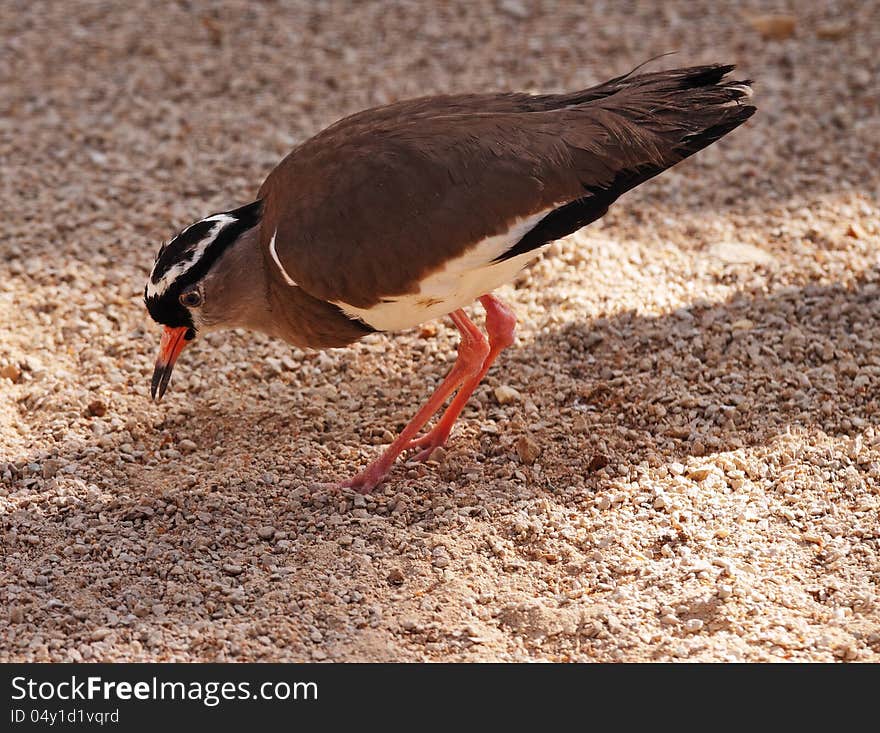 Ringed Plover feeding on the ground