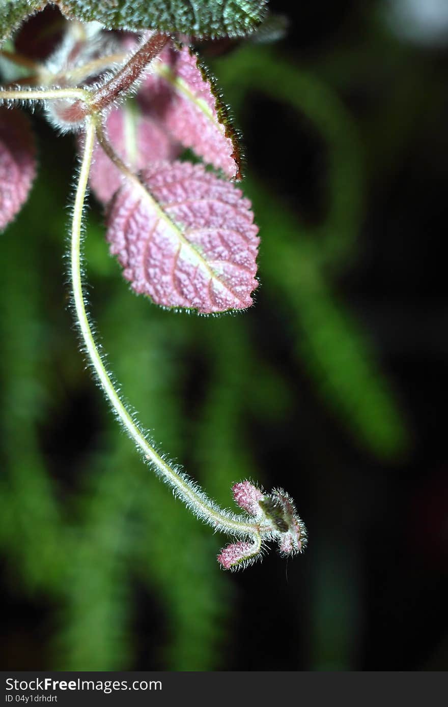 Leaf And Bokeh