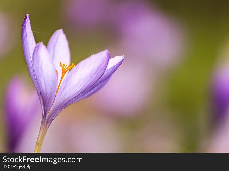 Nice dewy flower in the autumn (Colchicum autumnale). Nice dewy flower in the autumn (Colchicum autumnale)