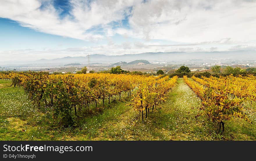 Rows of grapes after harvesting