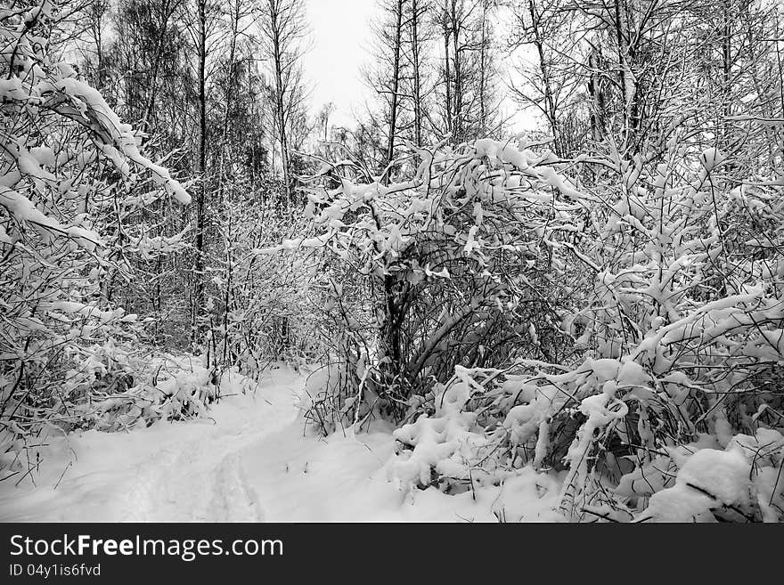 Snow in winter wood.