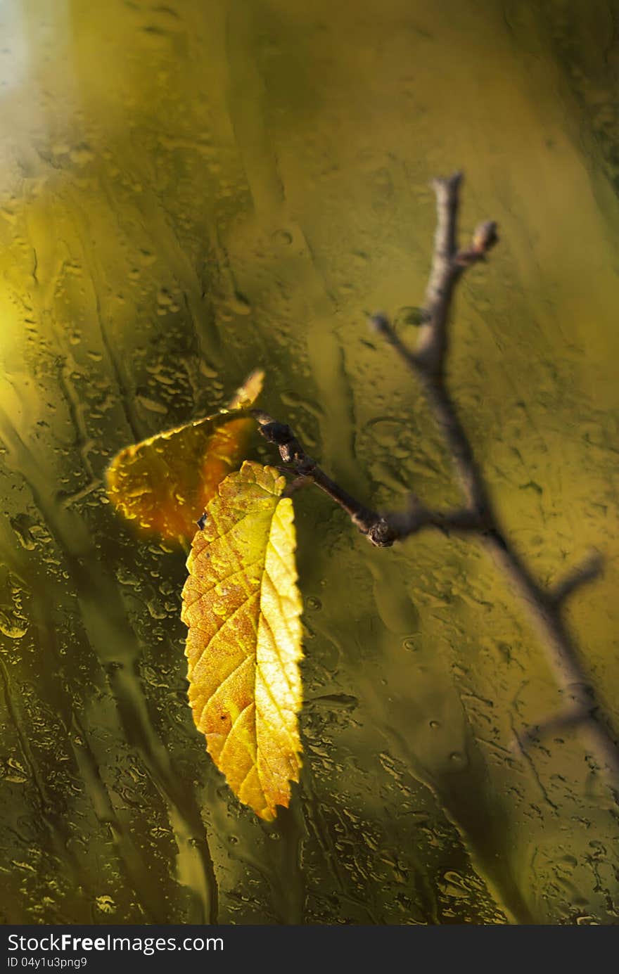 Rain falls on the yellow leaves