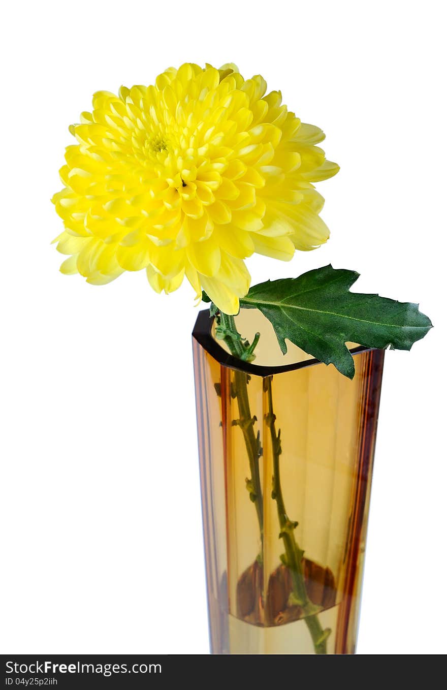 Yellow flower in a glass vase on a white background