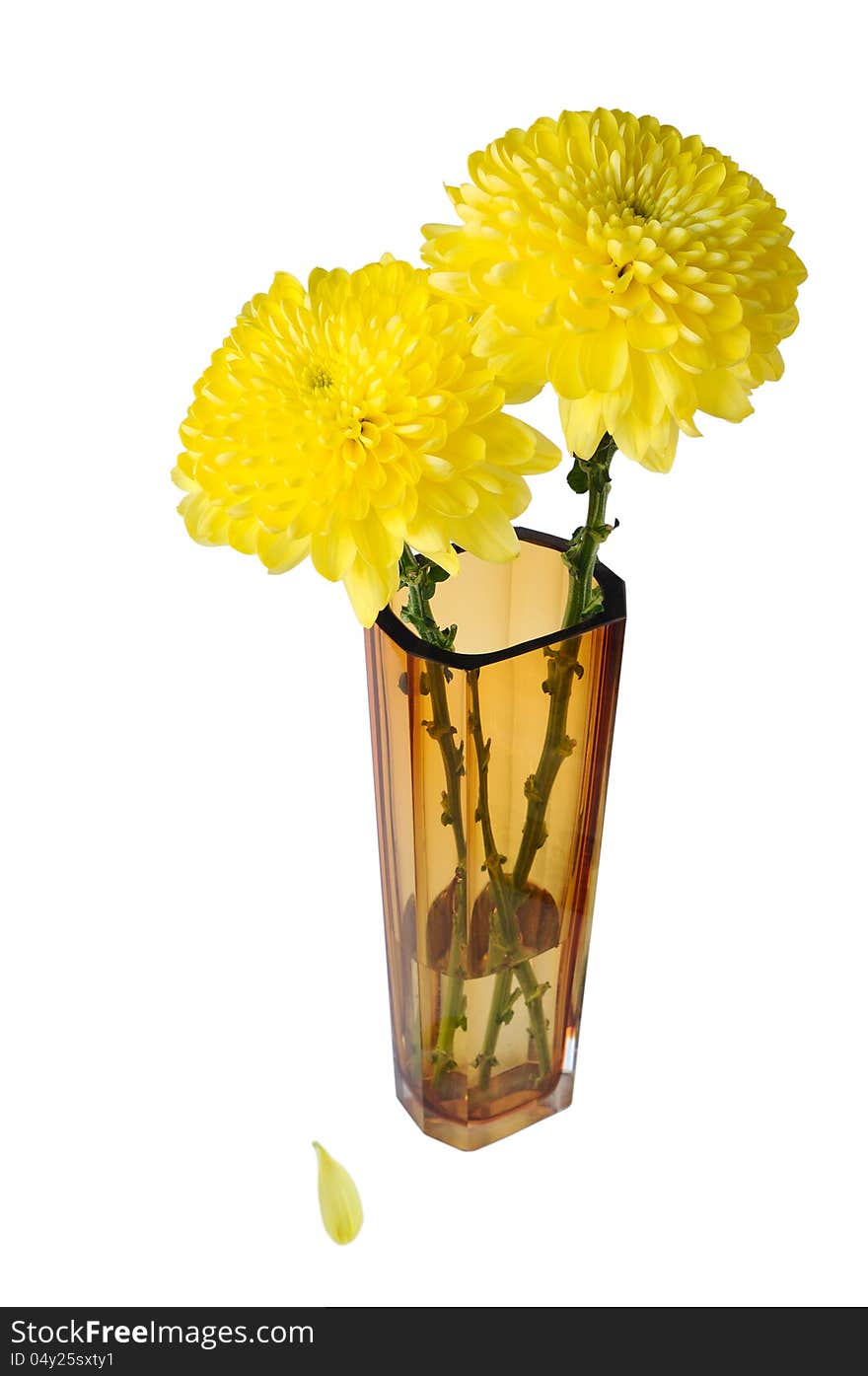 Two flowers in a glass vase on a white background