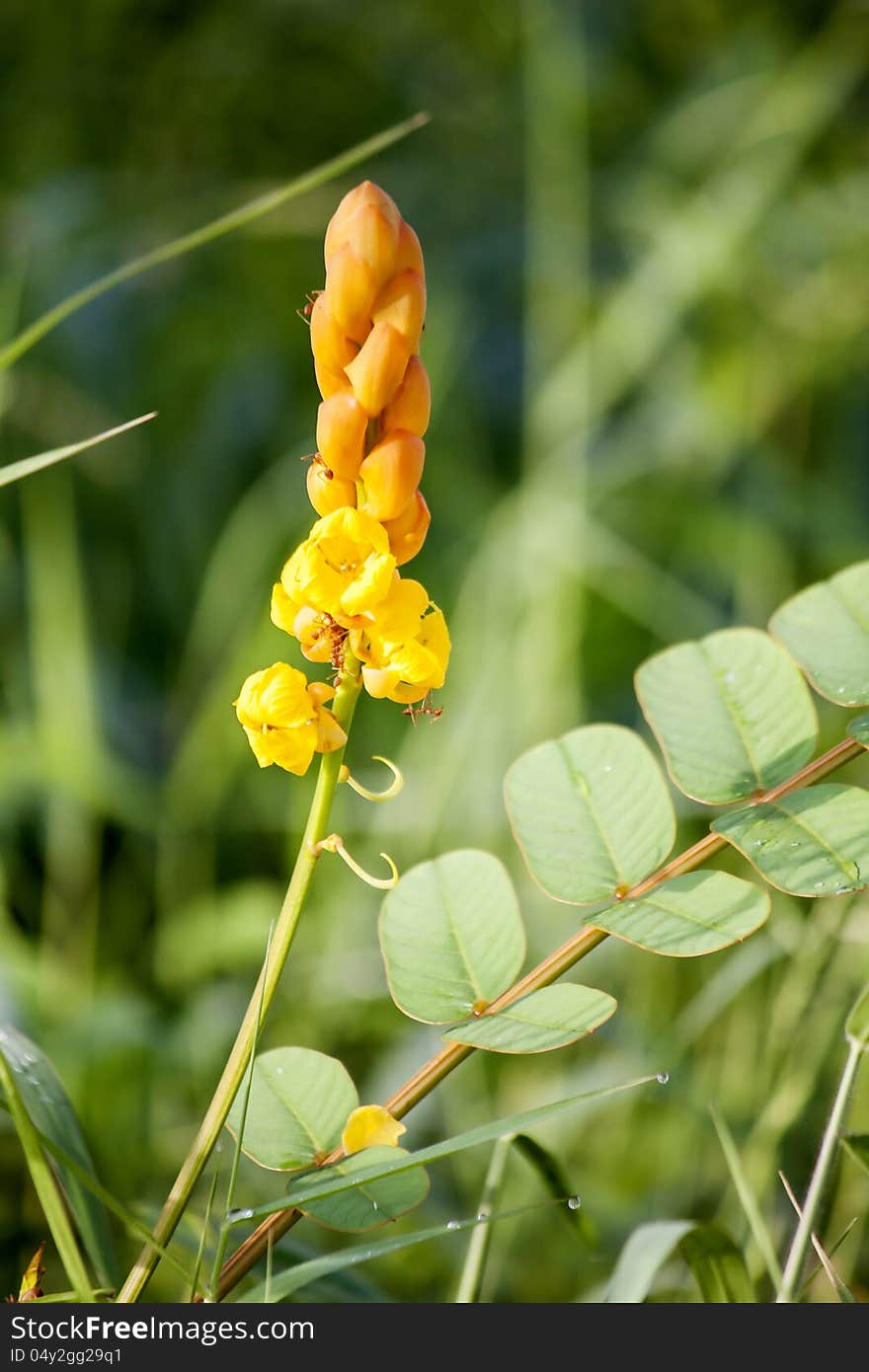 The yellow flower with the big blooming and red ant.