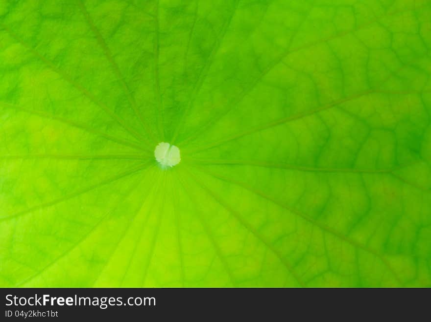 Close up view of core lotus leaf