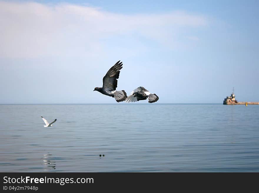 Two Pigeons Flying Over Sea, Crimea