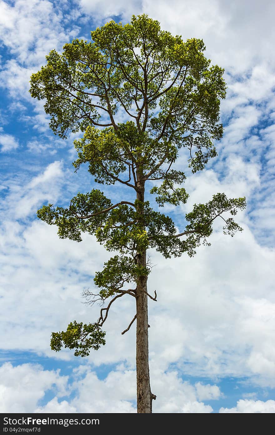 Big tree against the sky.