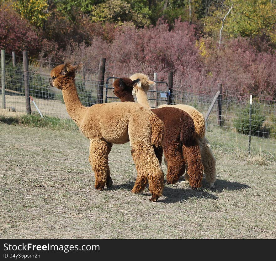 Three brown and tan fluffy alpacas in a fenced pasture. Three brown and tan fluffy alpacas in a fenced pasture