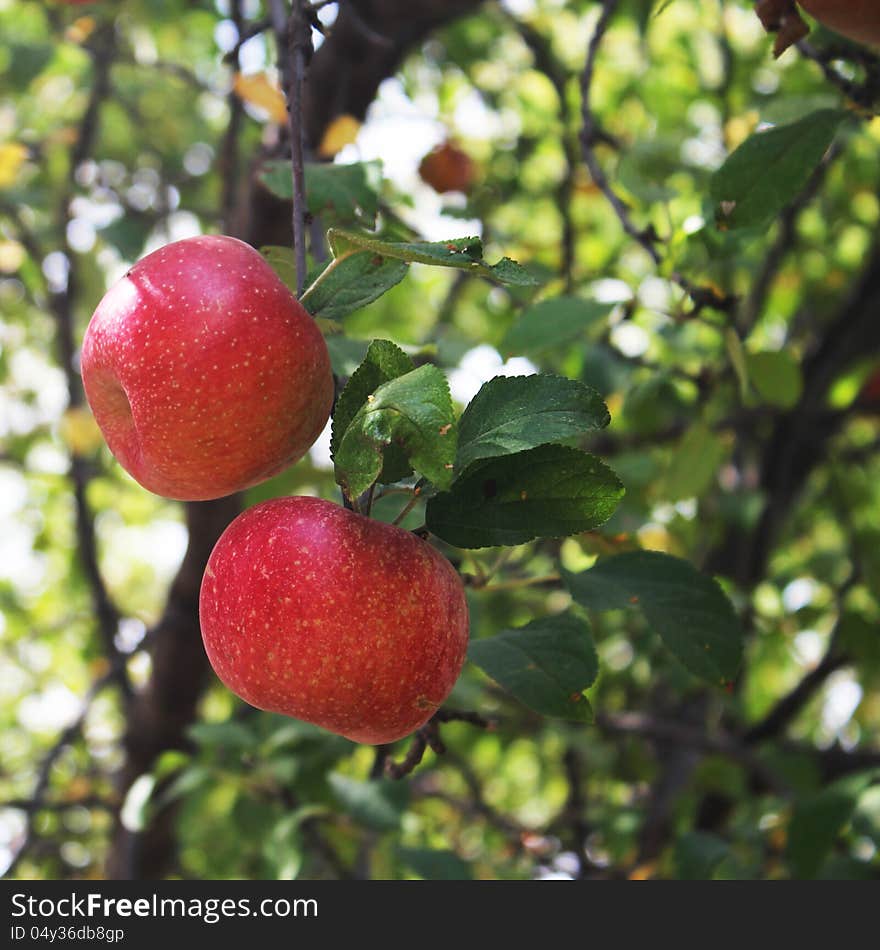 Two red apples on a tree