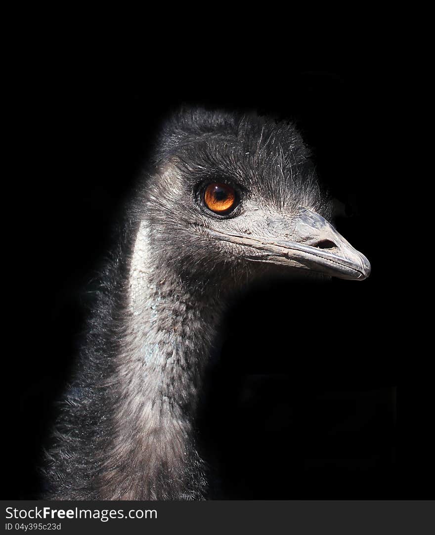 Emu head with large golden eye against a black background. Emu head with large golden eye against a black background