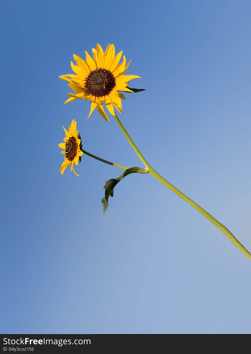 An isolated sunflower against a blue sky