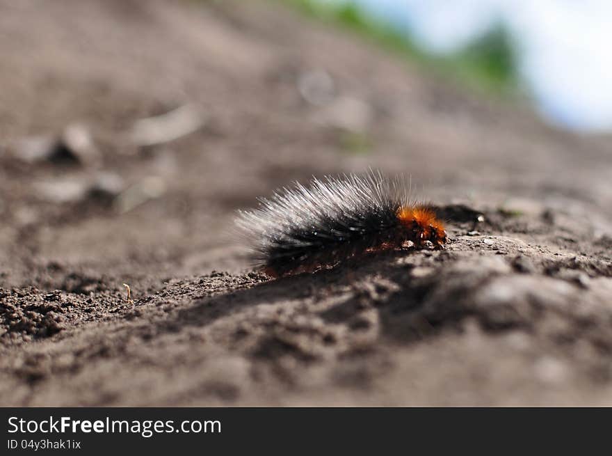 The caterpillar of a she-bear creeps on the ground. The caterpillar of a she-bear creeps on the ground