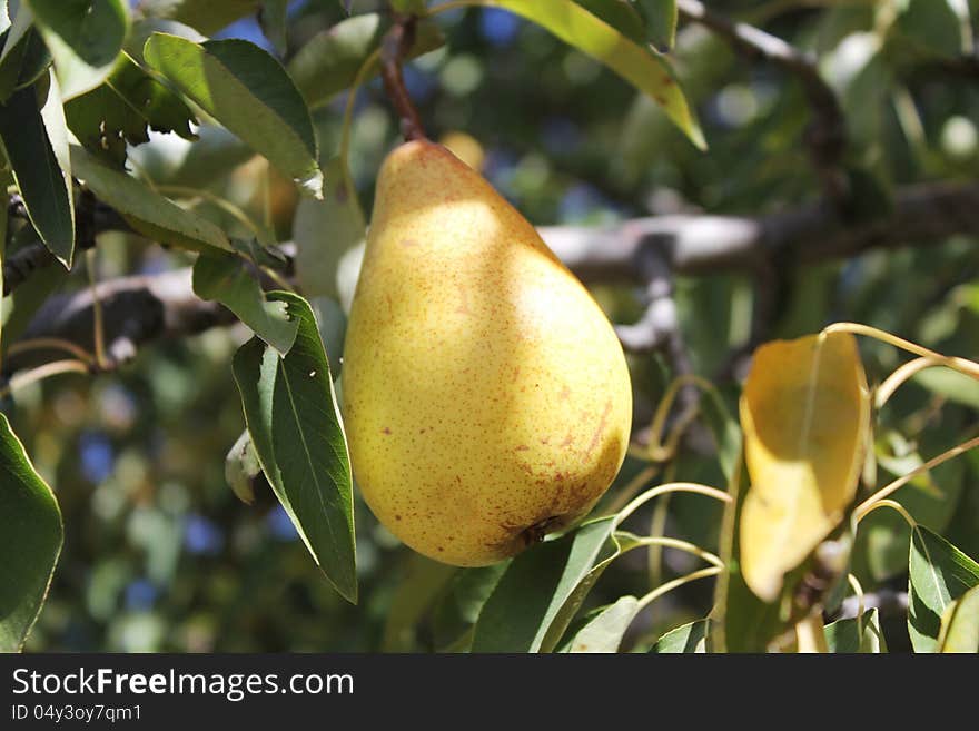 Pear In A Tree