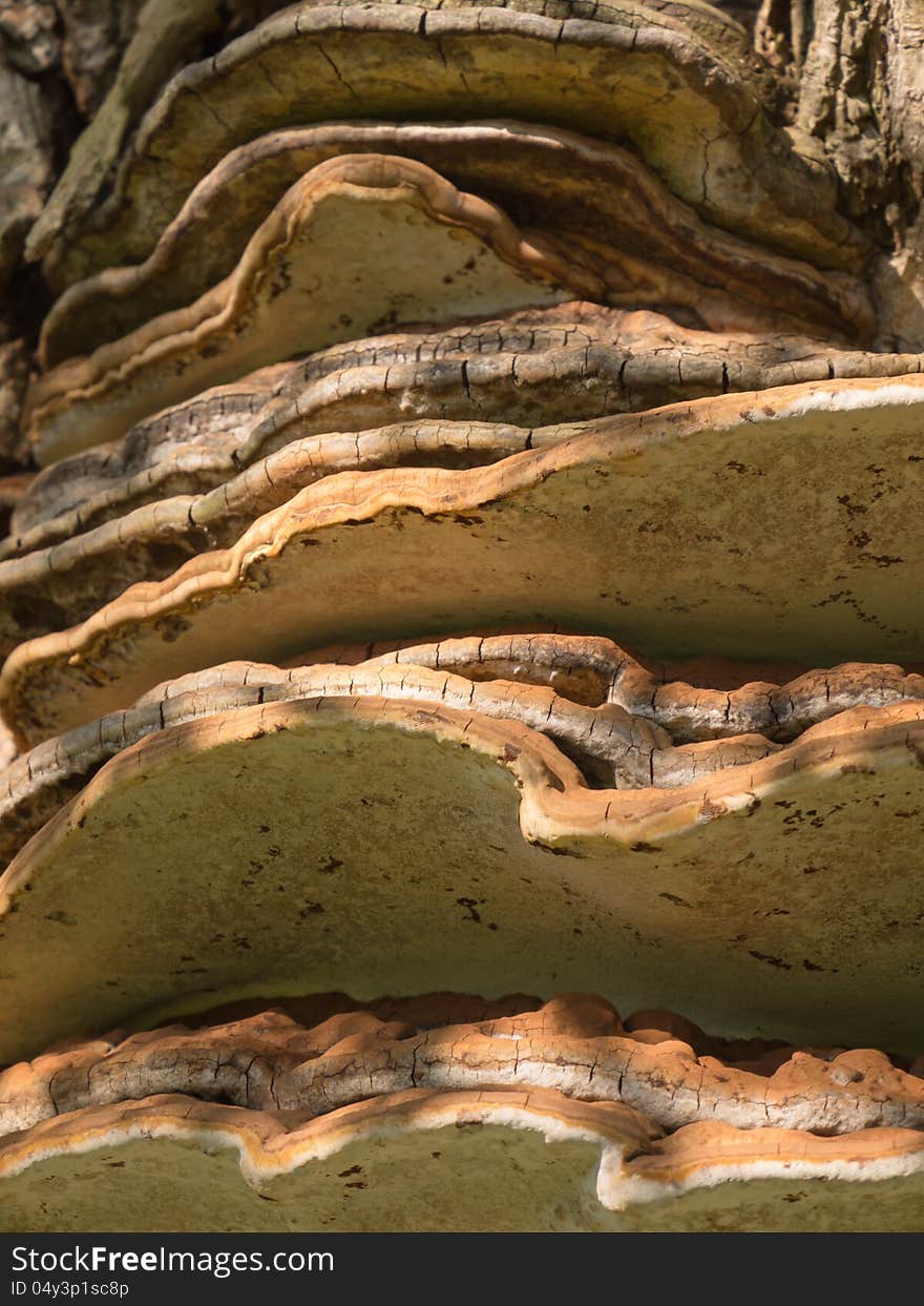 Tinder fungus or hoof fungus stuck to a tree