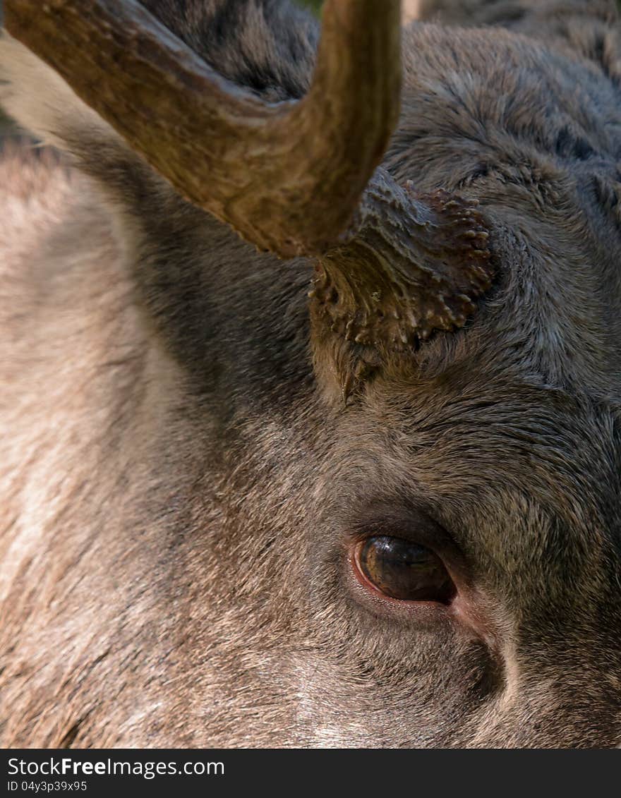 Eurasian Elk or Moose