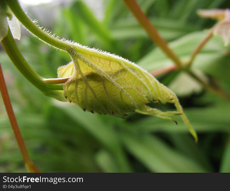 Grapevine leaves unfurl in the spring. Grapevine leaves unfurl in the spring