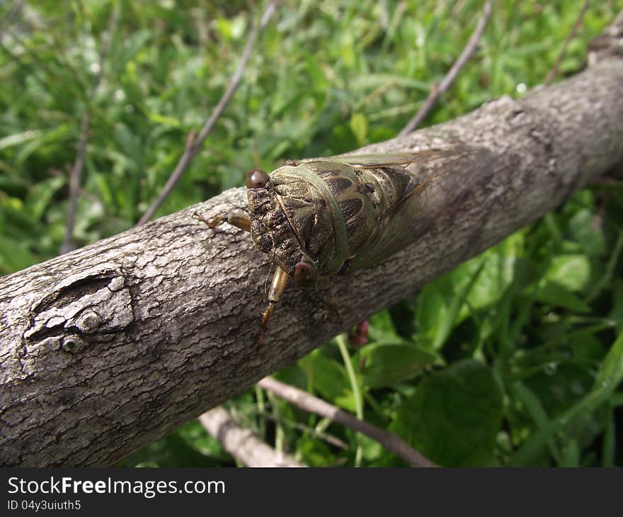 Cicada On A Branch Macro