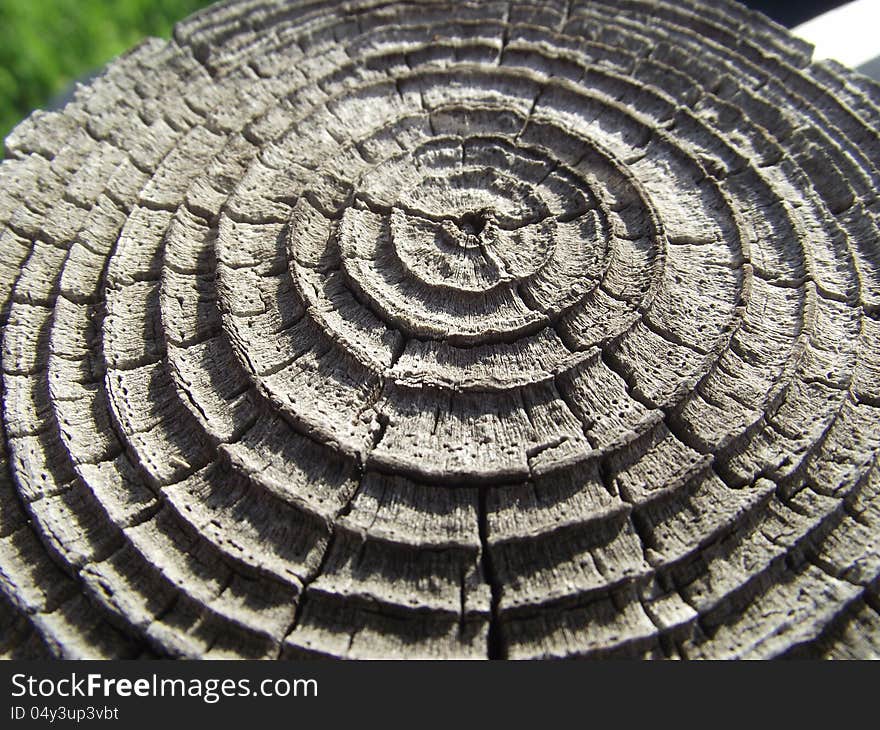 Old warped fence post forms circles. Old warped fence post forms circles