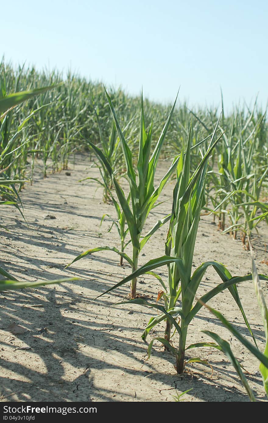 Corn plants suffer under unrelenting sun and dry conditions. Corn plants suffer under unrelenting sun and dry conditions