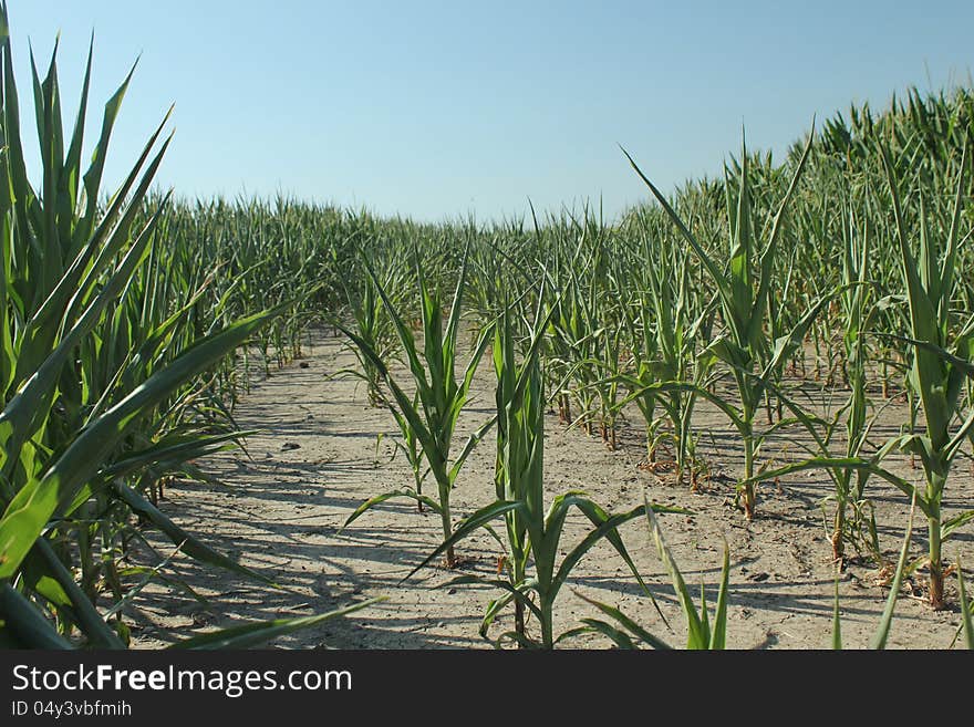 Corn plants suffer under unrelenting sun and dry conditions. Corn plants suffer under unrelenting sun and dry conditions