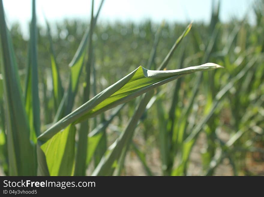 Corn plants suffer under unrelenting sun and dry conditions. Corn plants suffer under unrelenting sun and dry conditions