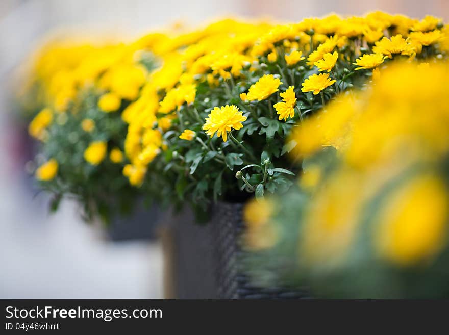 Beautiful yellow chrysanthemums flowers potted, in row. Selective focus