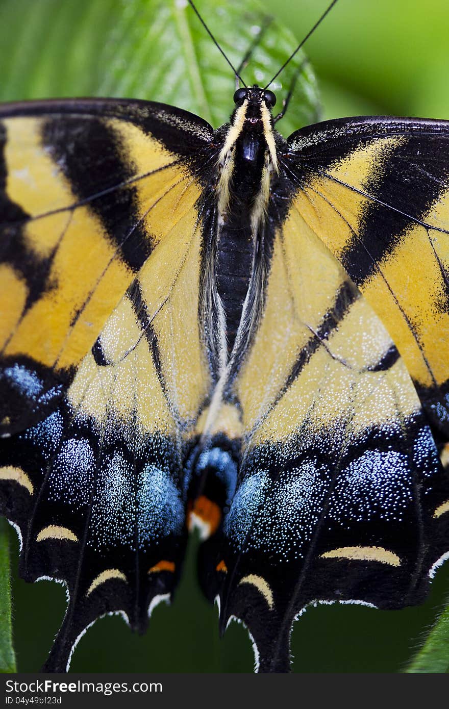 Citrus Swallowtail Butterfly