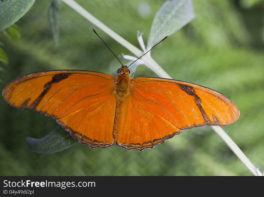 Banded Orange Butterfly