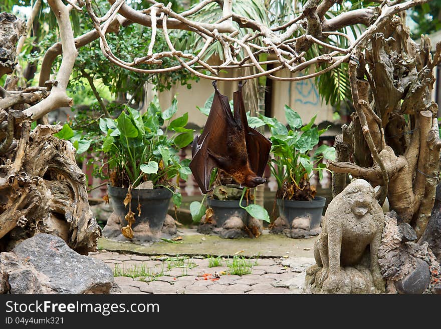 Large flying fox or fruit bat hanging upside down from creepers in a tropical garden. Large flying fox or fruit bat hanging upside down from creepers in a tropical garden