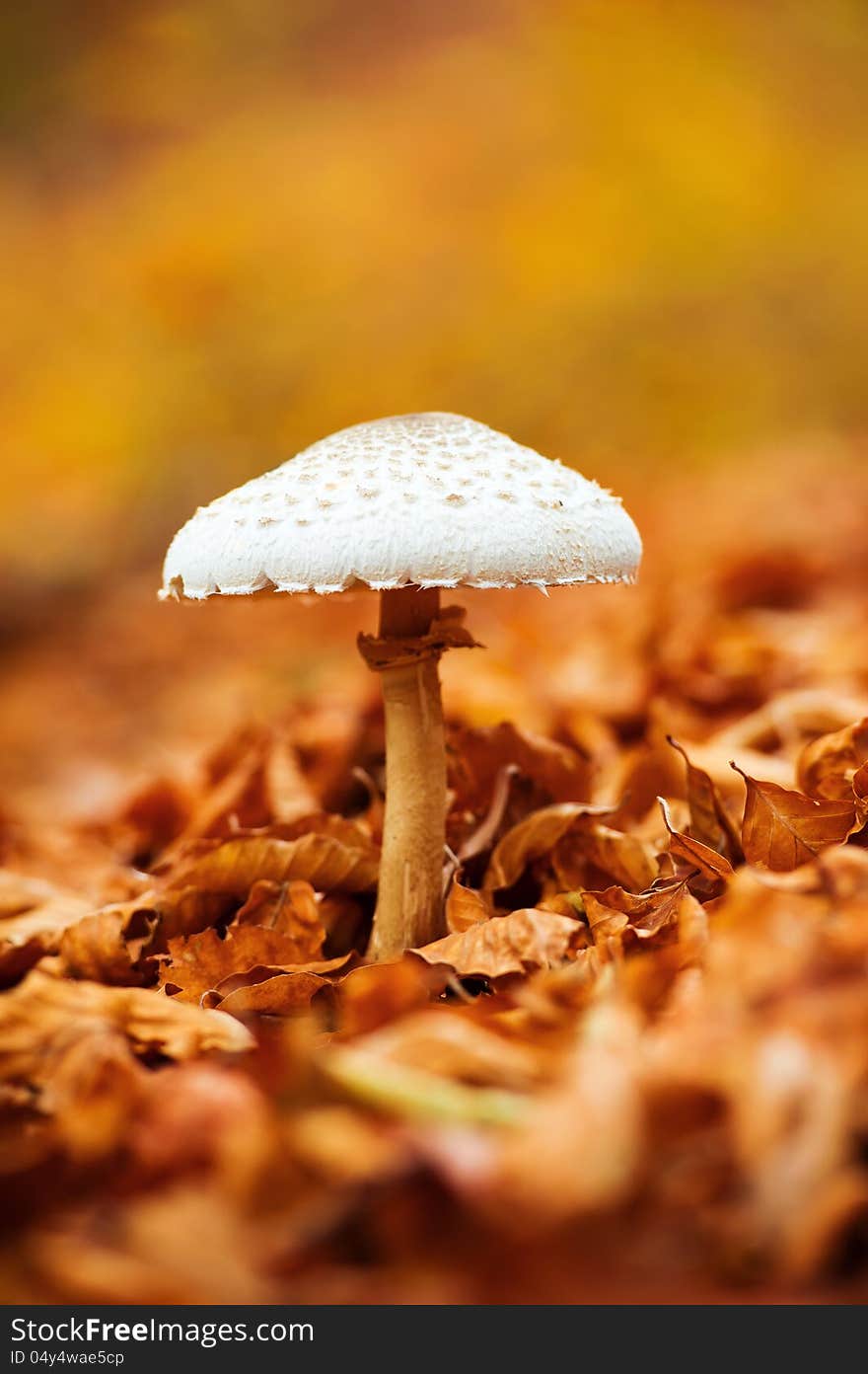 Mushroom Over Of Carpet Of Leaves