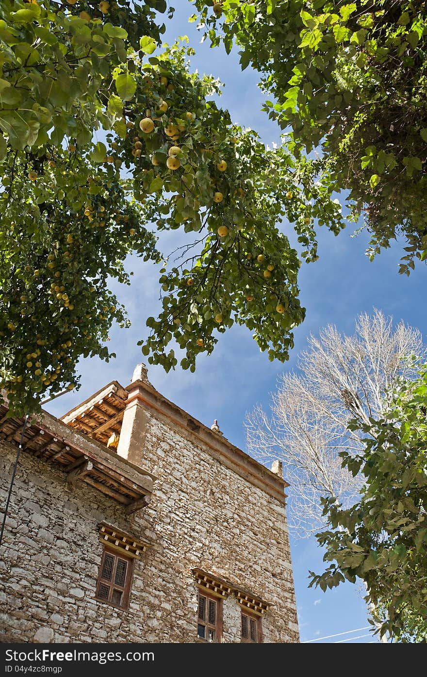 Pear trees around the folk house