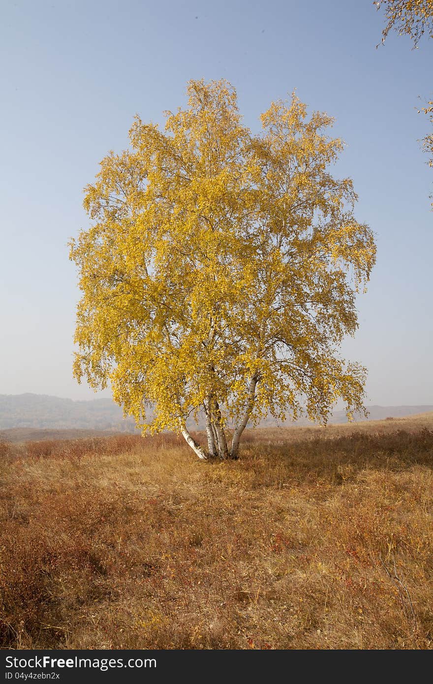 The autumn grassland establish birch leaves all becomes golden brown vegetation. The autumn grassland establish birch leaves all becomes golden brown vegetation