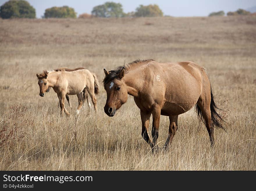 Merrily running horses in the grasslands. Merrily running horses in the grasslands