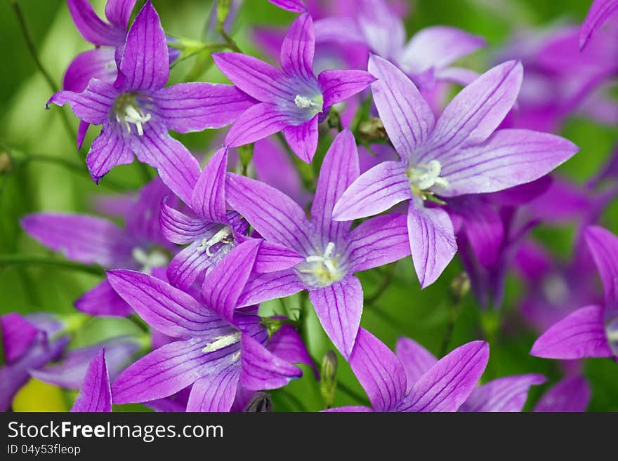 Purple meadow campanula bell flowers inflorescence in the garden under sunlight macro closeup view