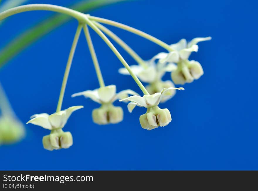 Flower of Asclepias fruticosa, gomphocarpus fruticosus, swan plant, african milkweed, balloonplant