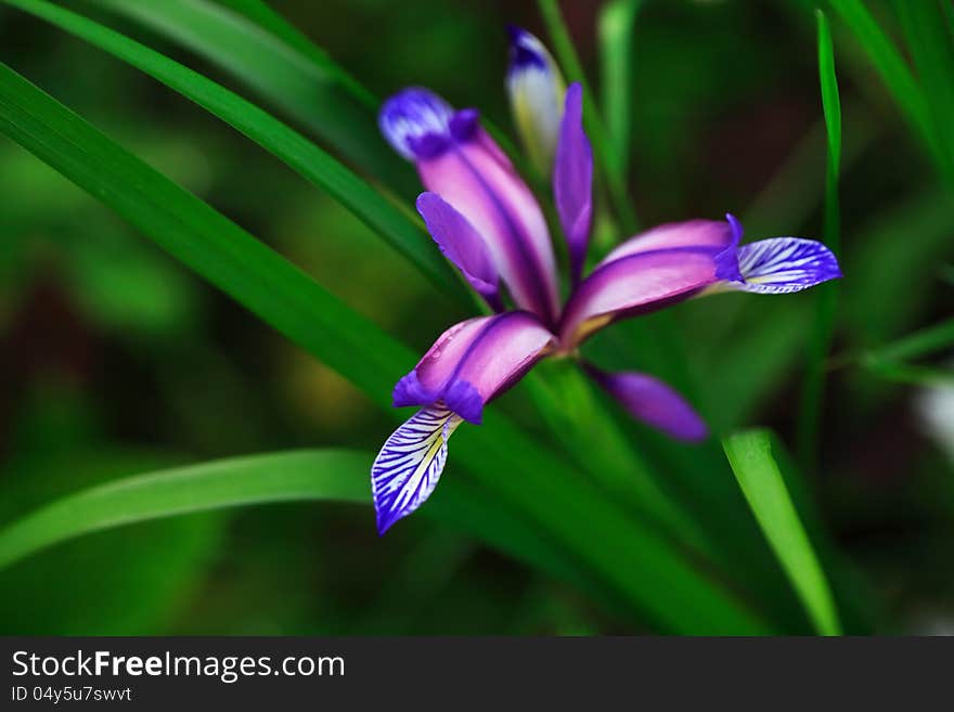 Very beautiful pink flower on green grass background. Very beautiful pink flower on green grass background