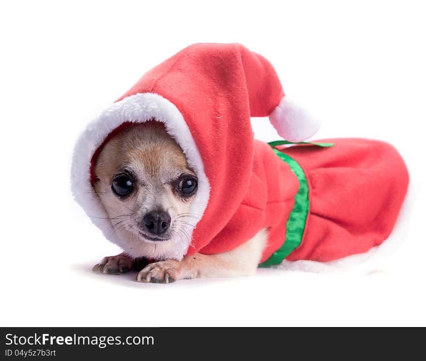 Cute chihuahua dressed as Christmas elf with hat and bows. on white background. Cute chihuahua dressed as Christmas elf with hat and bows. on white background