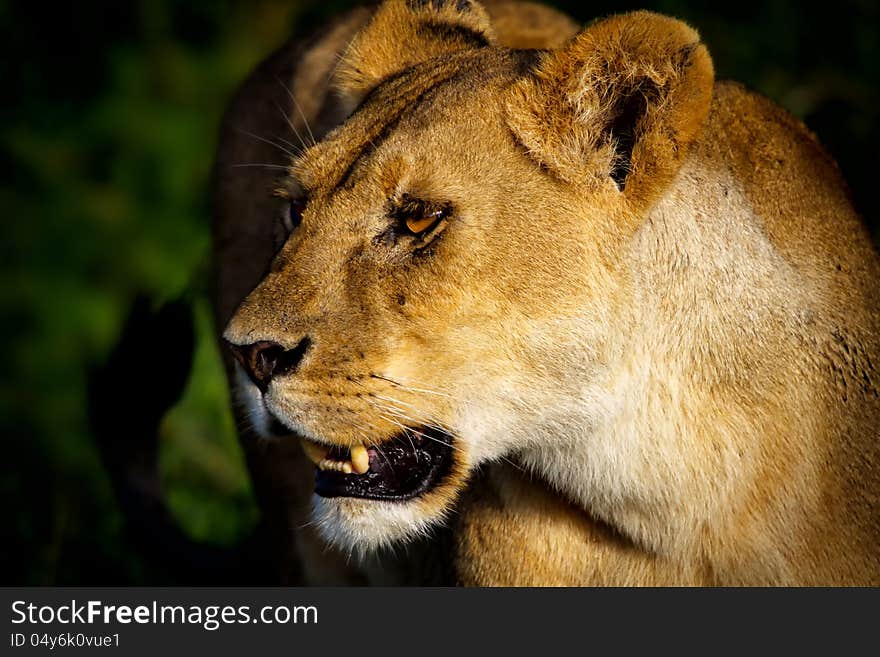 She looks at her playing cubs. She looks at her playing cubs.