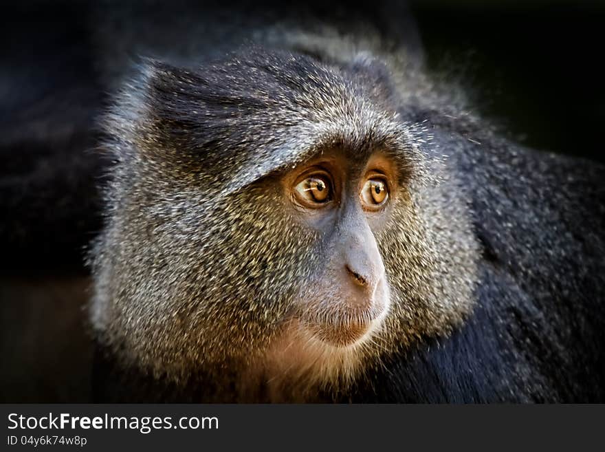 Portrait of a Blue monkey (Cercopithecus mitis) in the Lake Manyara National Park. Portrait of a Blue monkey (Cercopithecus mitis) in the Lake Manyara National Park.