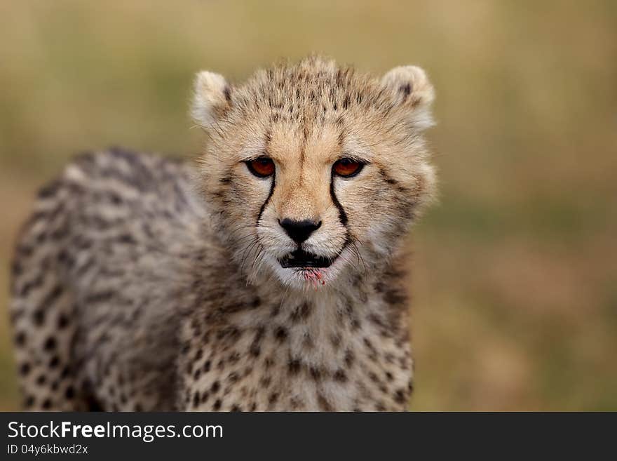 Cheetah cub portrait, Masai Mara