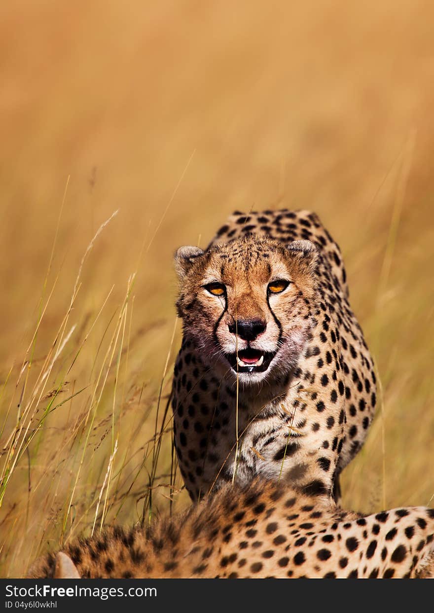 One of four male Cheetahs in Masai Mara back on the way to eat his prey. Mother: Shingo. One of four male Cheetahs in Masai Mara back on the way to eat his prey. Mother: Shingo