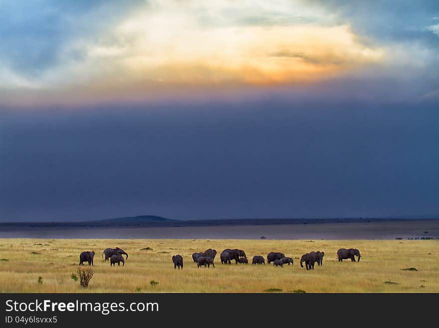 Elephants just before the rain, Masai Mara